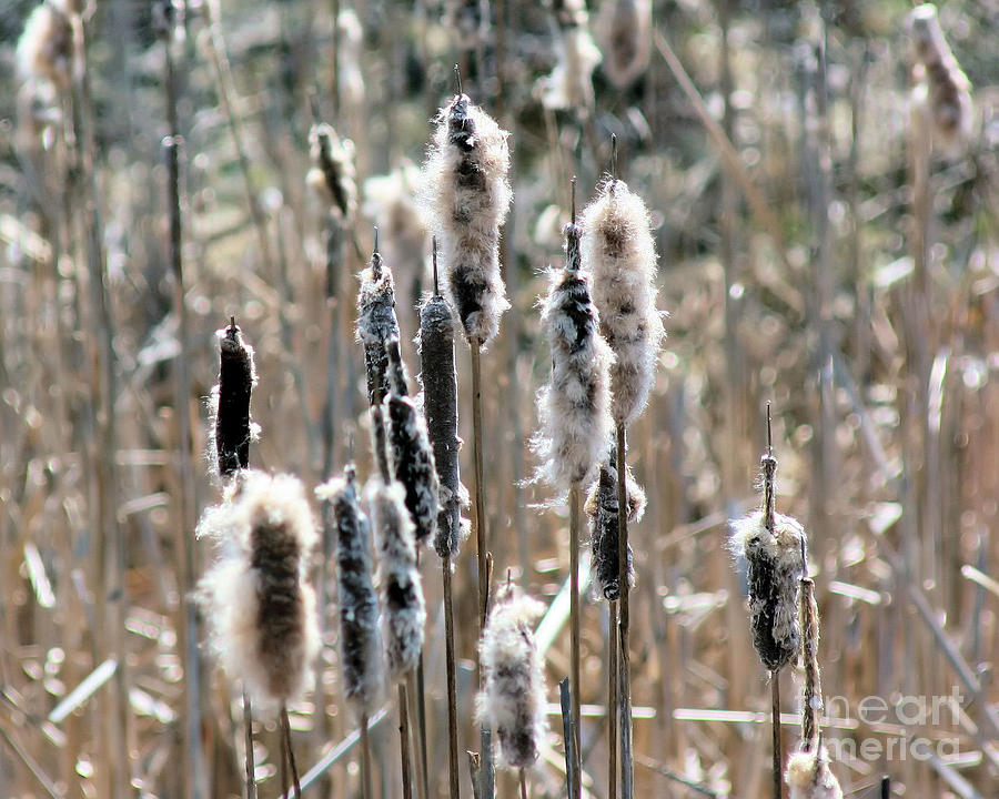 Fluffy Cattails Photograph by Smilin Eyes Treasures