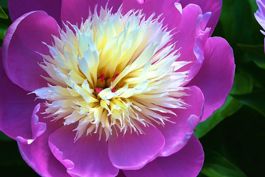 Fluffy Centered Peony Photograph by Polly Castor