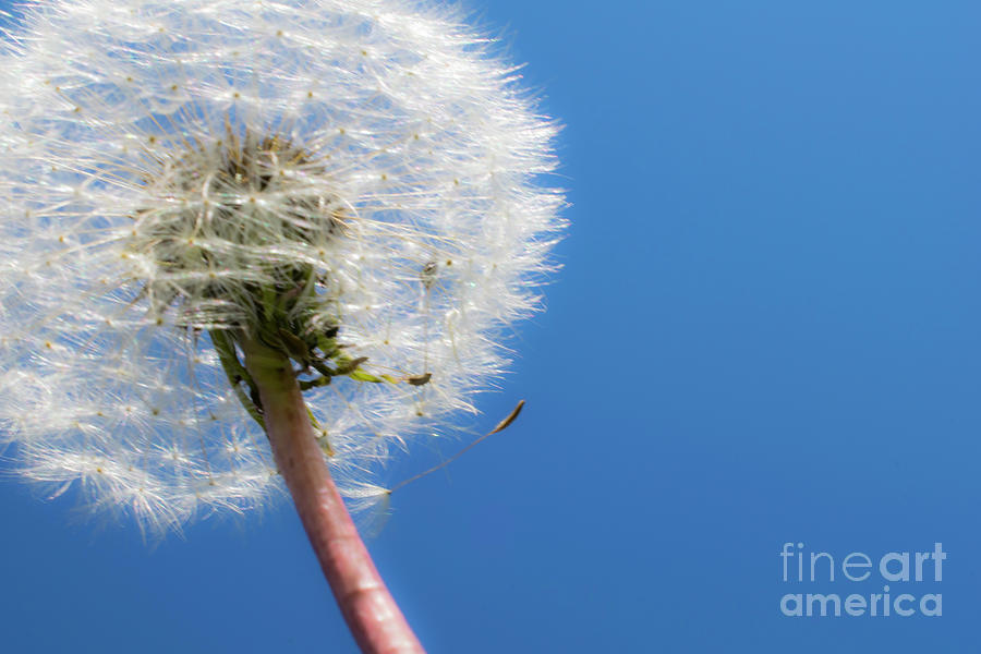 Fluffy Dandelion Against Blue Sky Photograph by Nina Ficur Feenan