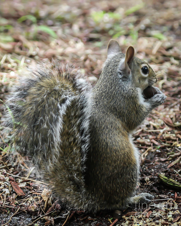 Fluffy Florida Squirrel  Photograph by Sabrina L Ryan