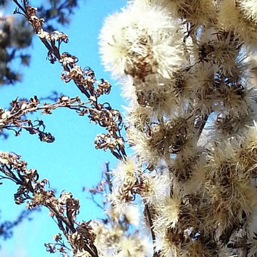 Flower Photograph - Fluffy Flowers And Bluesky
#nature by Cheray Dillon