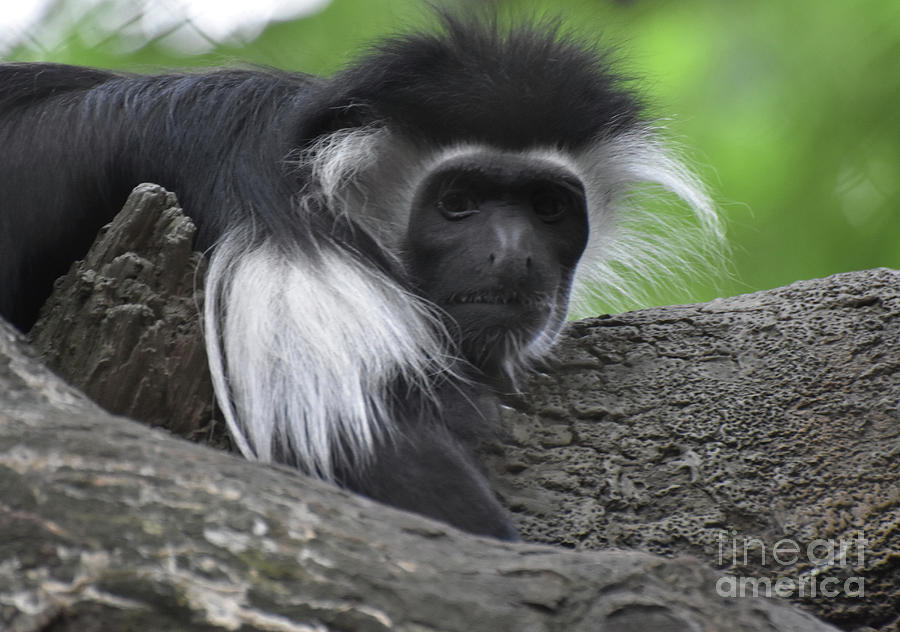 Fluffy Furry Colobus Monkey Up Close and Personal Photograph by DejaVu Designs