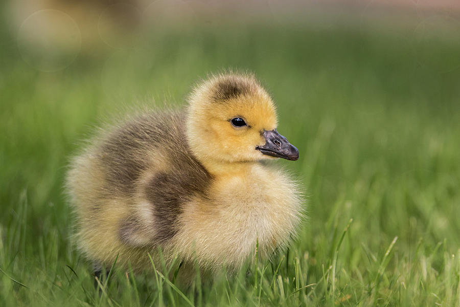 Fluffy Gosling #1 Photograph by Patti Deters