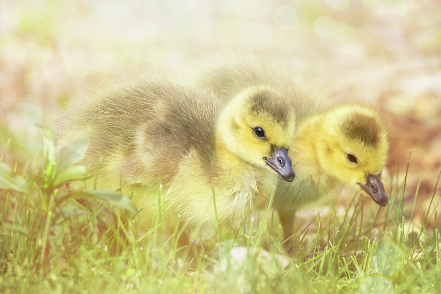 Fluffy Gosling Chicks #3 Photograph by Patti Deters