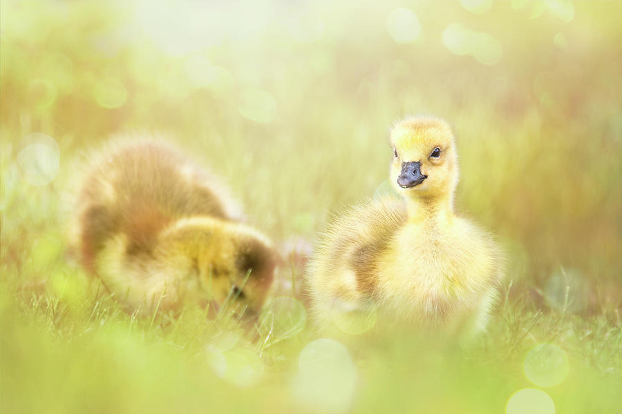 Goose Photograph - Fluffy Gosling Chicks #4 by Patti Deters