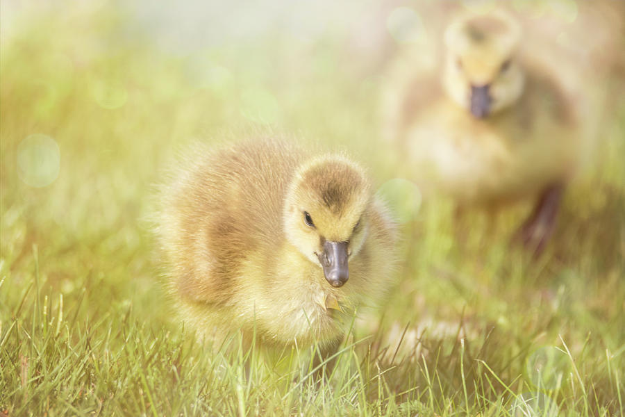 Fluffy Gosling Chicks #5 Photograph by Patti Deters