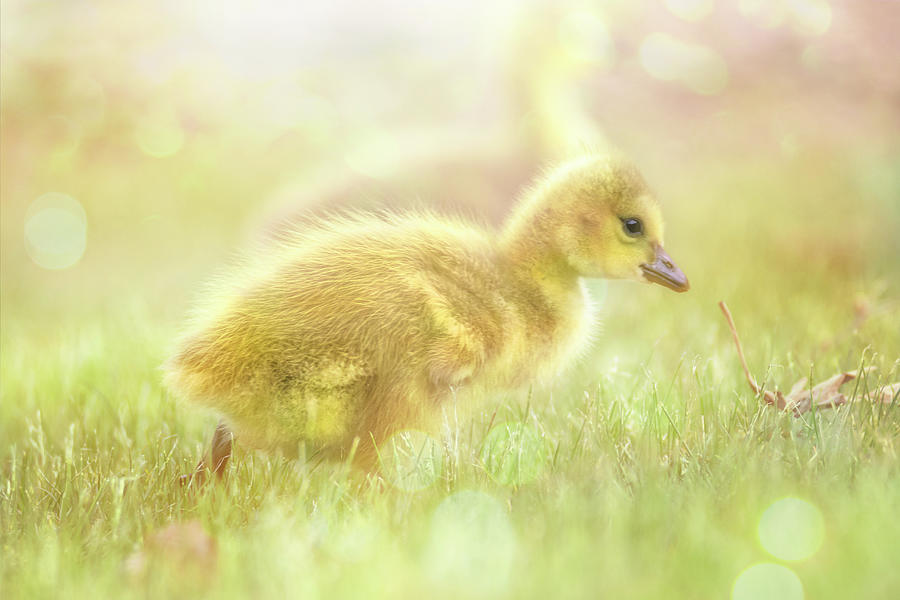 Fluffy Gosling Chicks #2 Photograph by Patti Deters