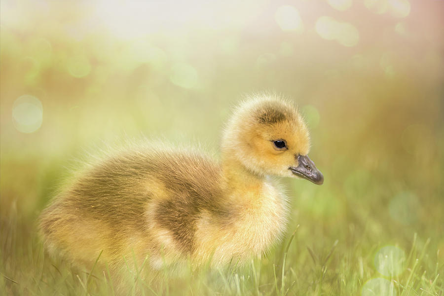 Fluffy Gosling #3 Photograph by Patti Deters