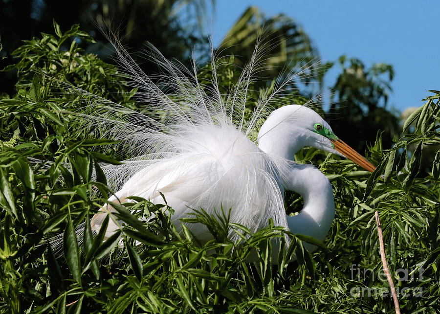 Fluffy Great Egret Photograph by Carol Groenen
