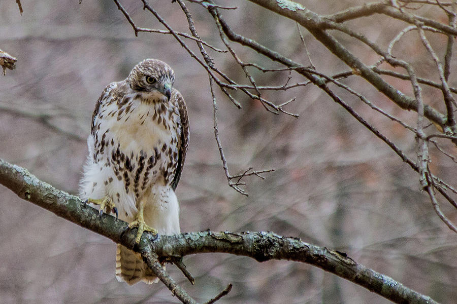 Fluffy Hawk Photograph by Barbara Blanchard - Fine Art America