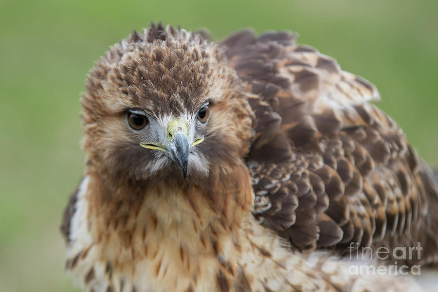 Fluffy Hawk Photograph by Chris Scroggins