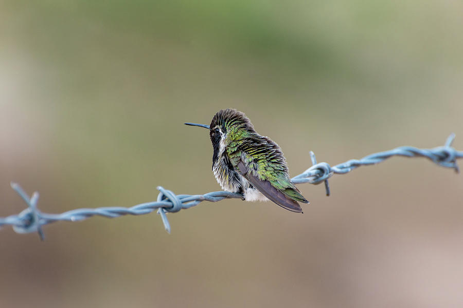 Fluffy Hummingbird Photograph by Douglas Killourie