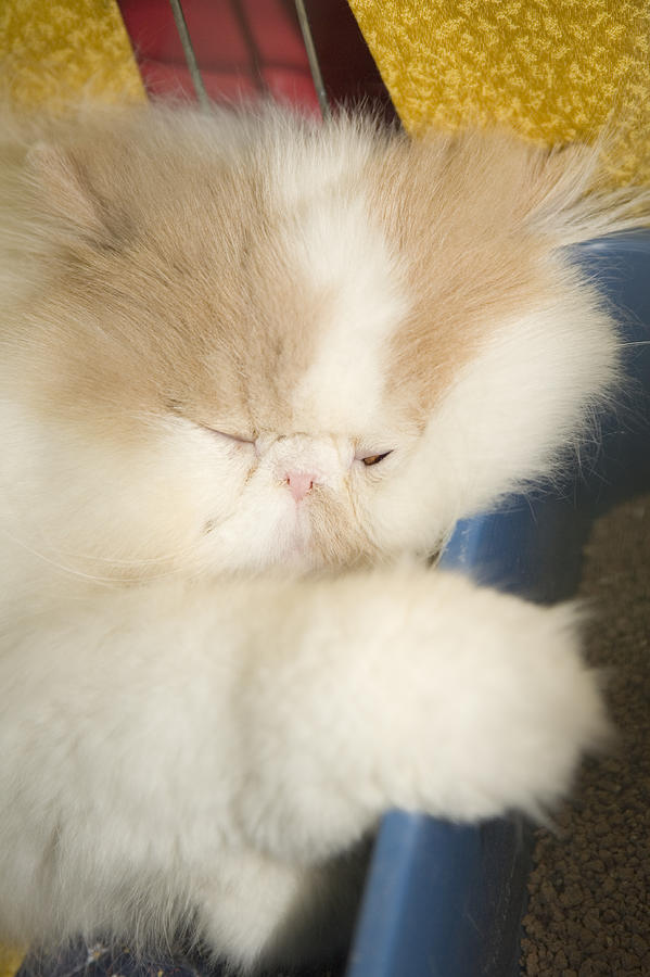 Fluffy kitten Photograph by Ian Middleton