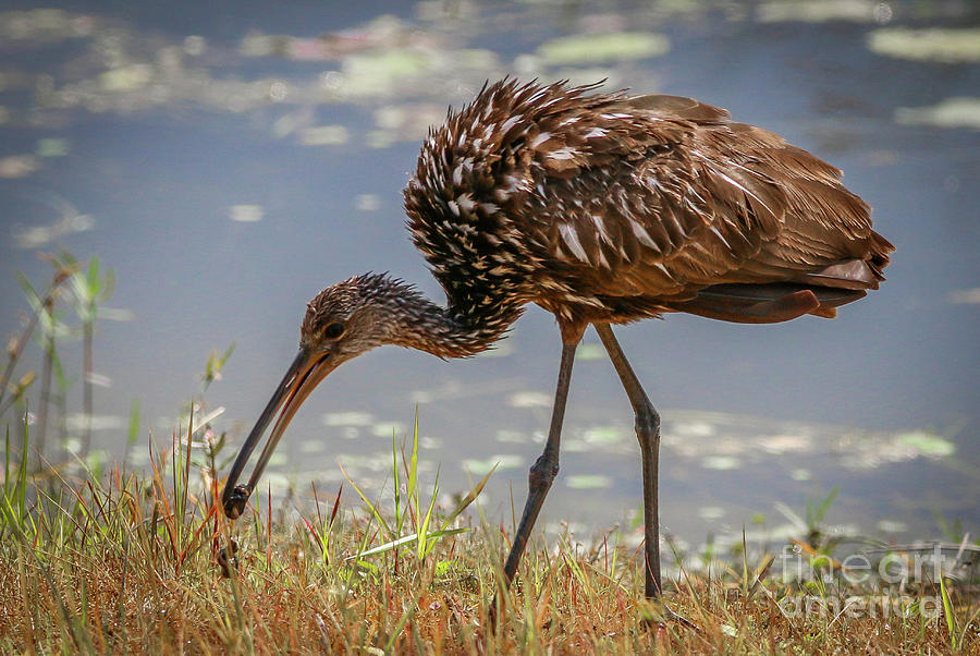 Fluffy Limpkin with Snail Photograph by Tom Claud