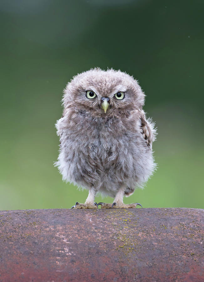 Owl Photograph - Fluffy Little Owl Owlet by Pete Walkden