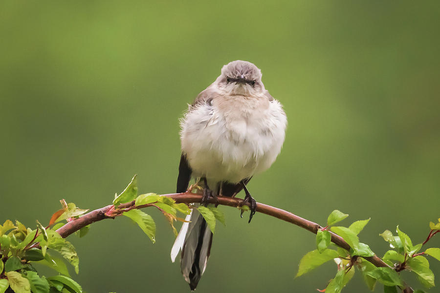 Fluffy Mockingbird Photograph
