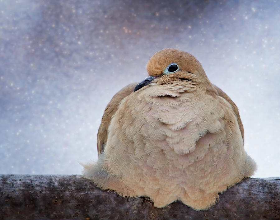 Fluffy Mourning Dove Photograph by Al  Mueller