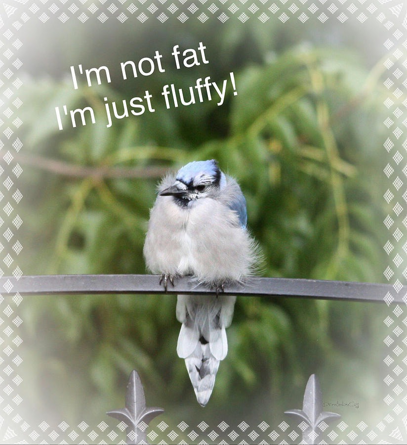 Fluffy NOT Fat Photograph by Diane Lindon Coy