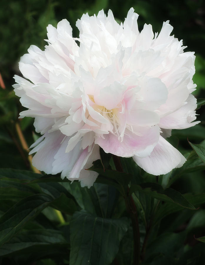 Fluffy Paeony Photograph by Beatrice Myers - Fine Art America