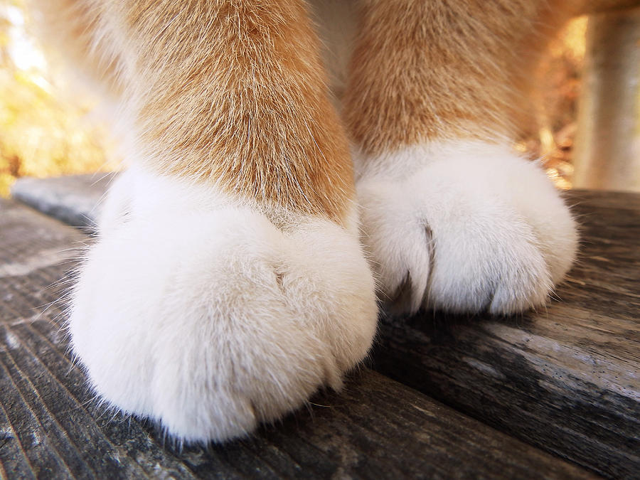 Fluffy Paws Photograph by Zinvolle Art