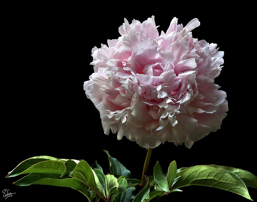 Fluffy Peony Photograph by Endre Balogh