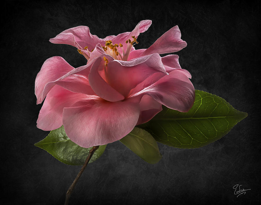 Fluffy Pink Camellia 2 Photograph by Endre Balogh
