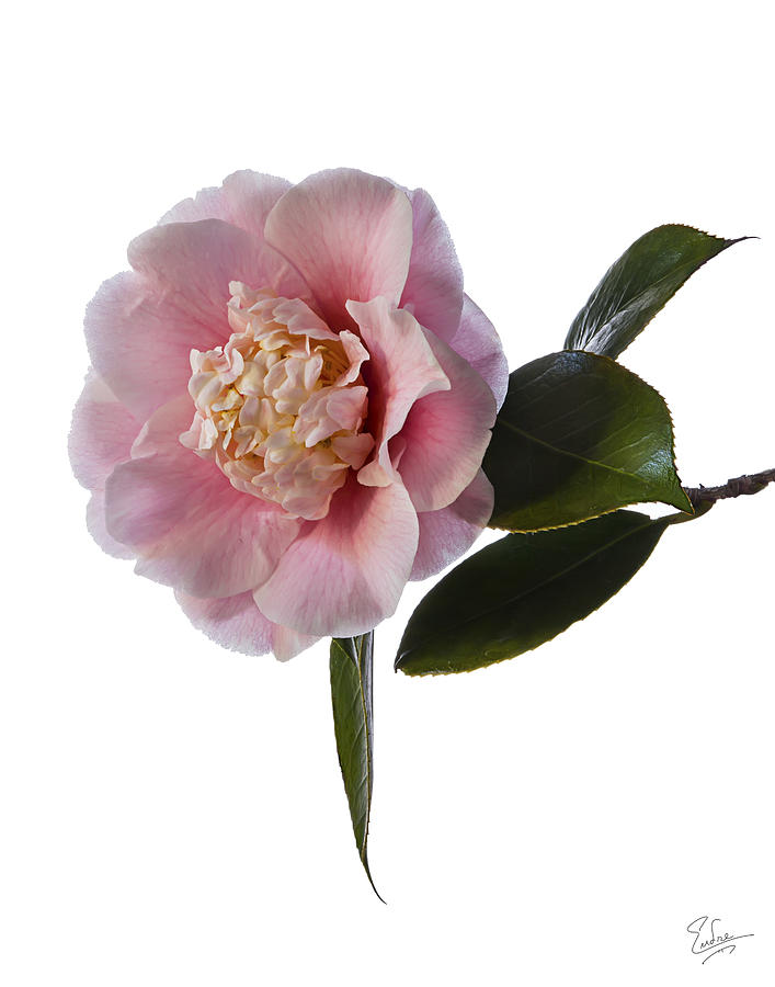 Fluffy Pink Camellia Photograph by Endre Balogh