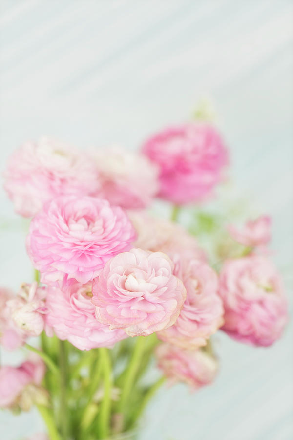 Fluffy Pink Ranunculus Photograph by Susan Gary