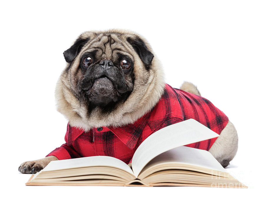 Fluffy pug dog laying by the open book. Photograph by Michal Bednarek