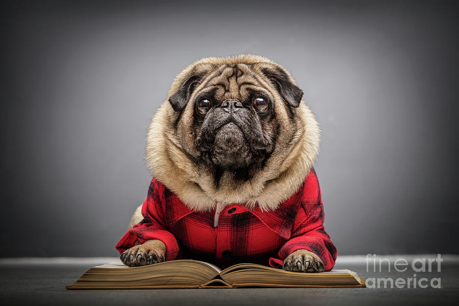 Fluffy pug dog laying on an old book. Photograph by Michal Bednarek