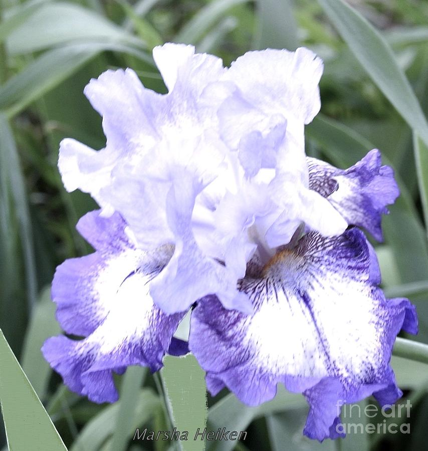 Fluffy Purple Iris Photograph by Marsha Heiken