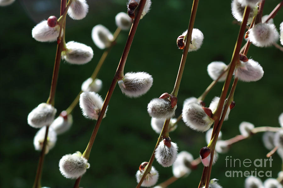 Fluffy Pussy Willow Catkins Photograph by Julia Gavin
