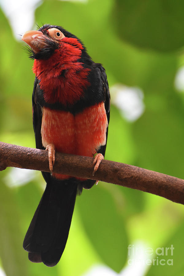Fluffy Red and Black Feathers on a Bearded Barbet Photograph by DejaVu Designs