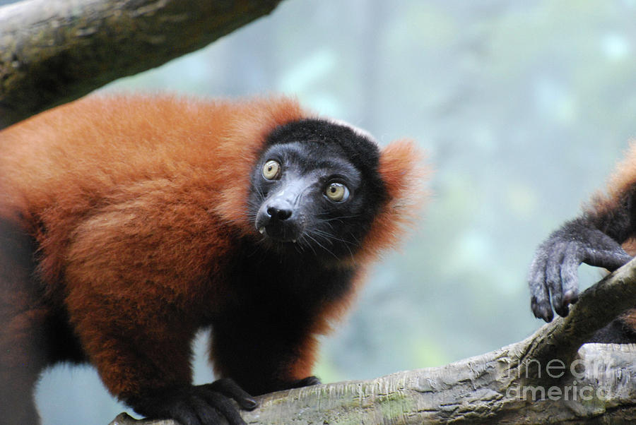 Wildlife Photograph - Fluffy Red Ruffed Lemur with Yellow Eyes by DejaVu Designs