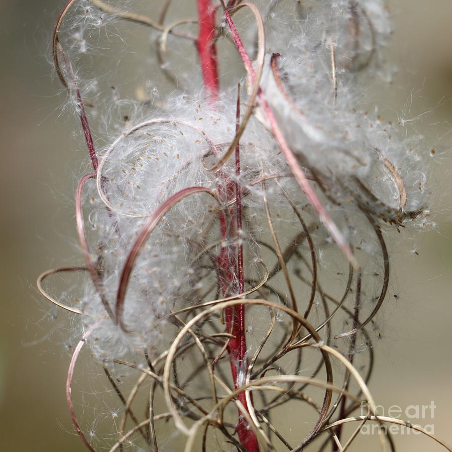 wandering willows flower seed