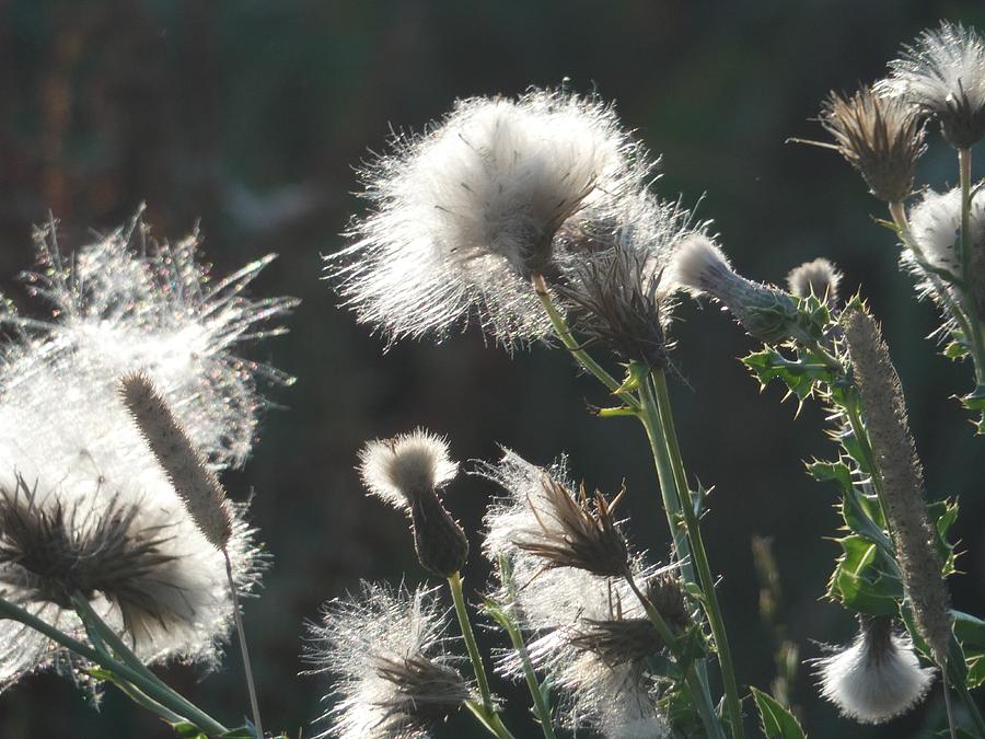 Fluffy seeds Photograph by Ingrid Huetten