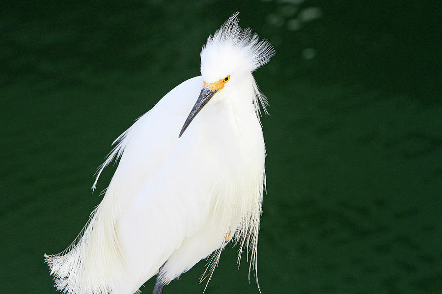 Egret Photograph - Fluffy Snow by Shoal Hollingsworth