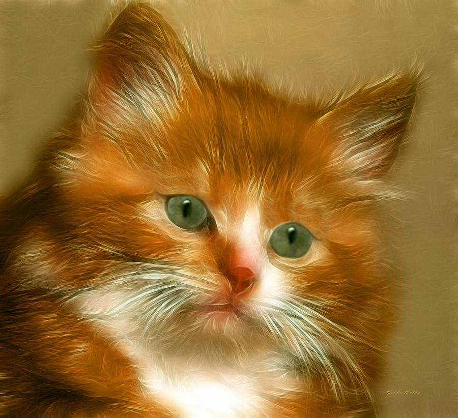 Fluffy The Cat Digital Art by Madeline  Allen - SmudgeArt