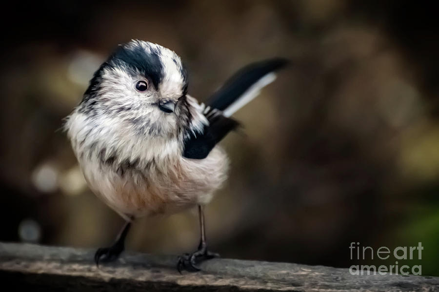 Fluffy The Long-Tailed Tit  Photograph by Adrian Evans