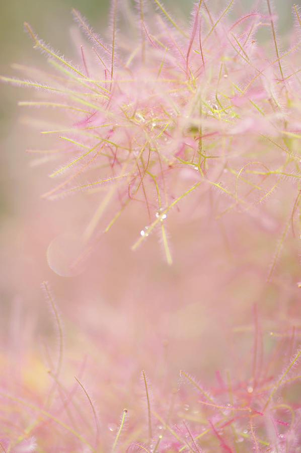 Fluffy Threads of Smoke Tree Bloom Photograph by Jenny Rainbow