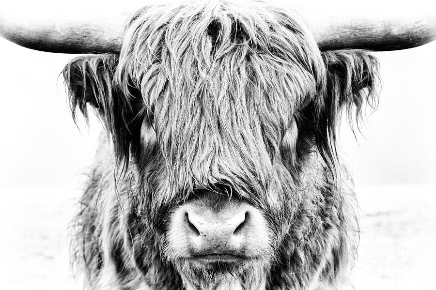 Cow Photograph - Fluffy by Tim Gainey