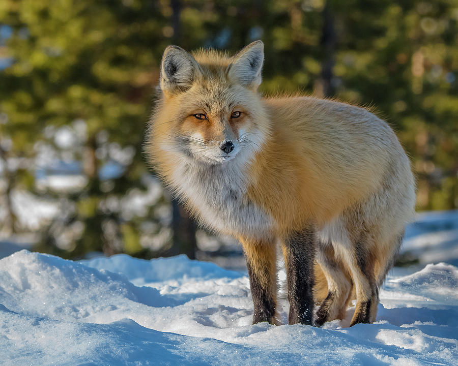 Fluffy Vixen In Winter Photograph by Yeates Photography