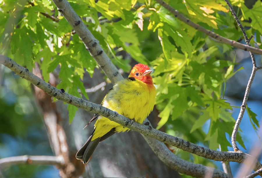 Fluffy Western Tanager Photograph by Loree Johnson