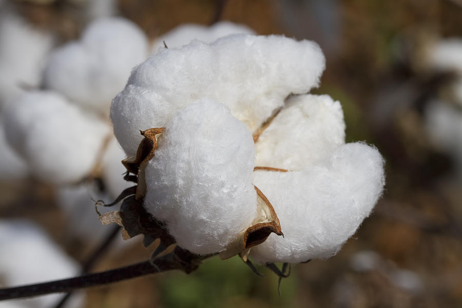 Fluffy White Alabama Cotton Photograph by Kathy Clark