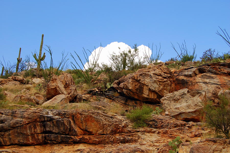 Spring Photograph - Fluffy White Cloud Over the Red Rocks by Teresa Stallings
