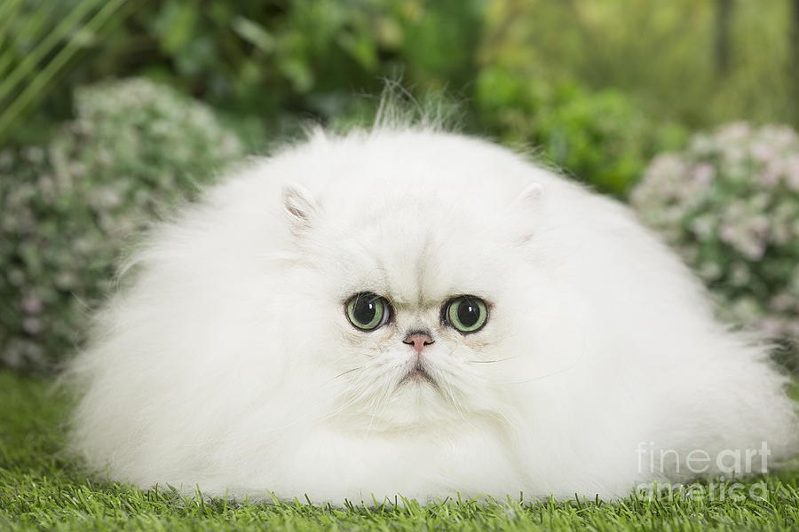 Fluffy White Persian Cat