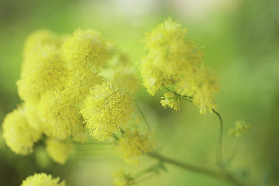 Fluffy Yellow Meadow Rue Photograph by Jenny Rainbow