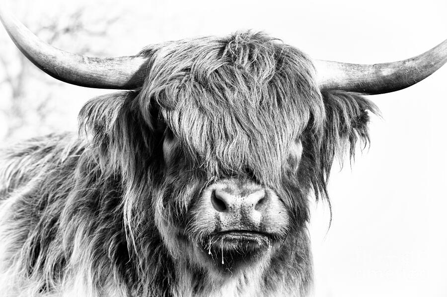 Cow Photograph - Fluffys Big Brother  by Tim Gainey
