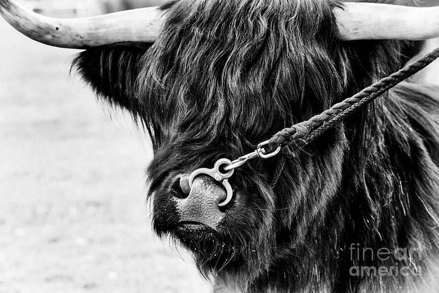 Cow Photograph - Fluffys Boisterous Buddy by Tim Gainey