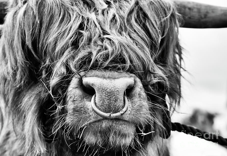 Cow Photograph - Fluffys Grumpy Uncle by Tim Gainey
